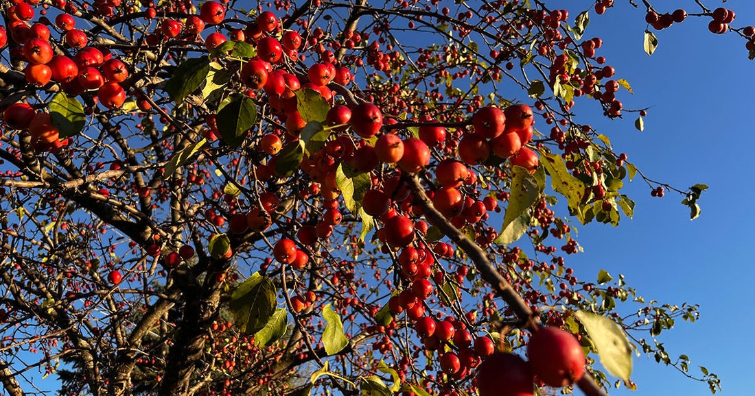 Close-up of red apples hanging in abundance on an apple tree against a clear blue sky
