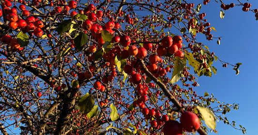 Close-up of red apples hanging in abundance on an apple tree against a clear blue sky